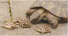 griechische Schildkröte mit Nachwuchs