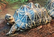 Zu Besuch bei 100 Schildkröten im Lenggis